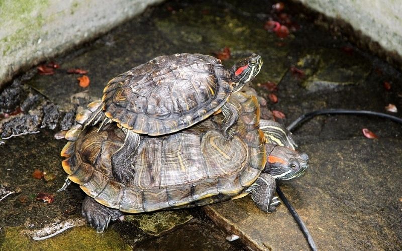 Caring for your Pet Turtle Aquatic Turtle The Barnyard Supply Co