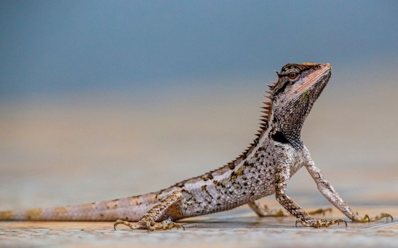 10 Best Lizards As A Pet The Barnyard Supply Co
