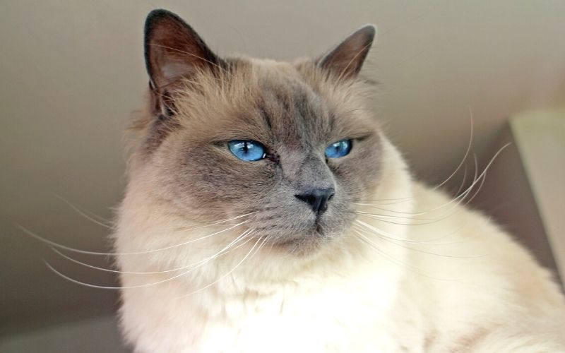 10 Best Cat As Pet The Barnyard Supply Co