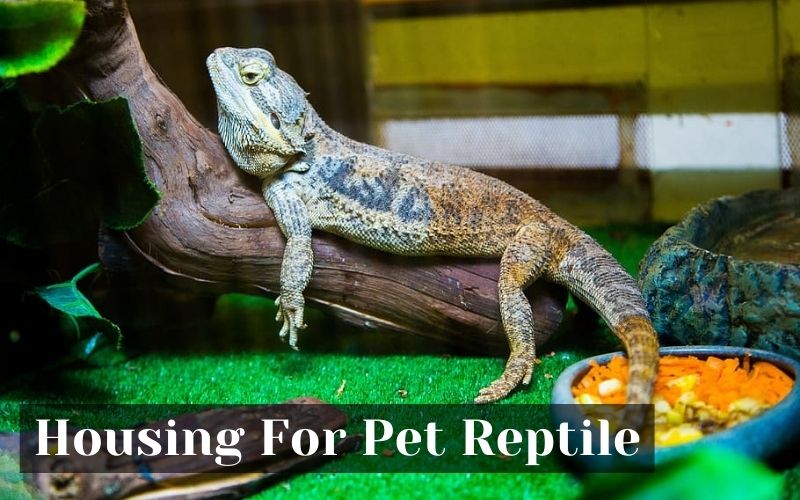 Housing For Pet Reptile The Barnyard Supply Co