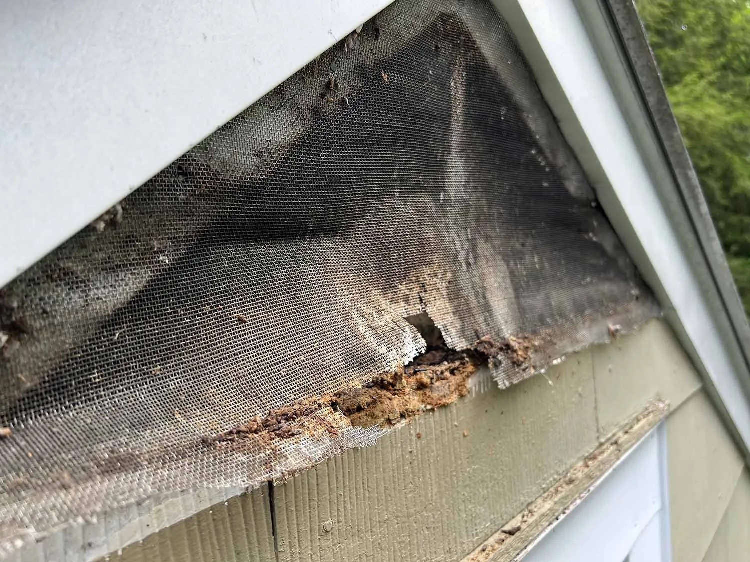 How to keep bats away from your home Bat Control Specialists of