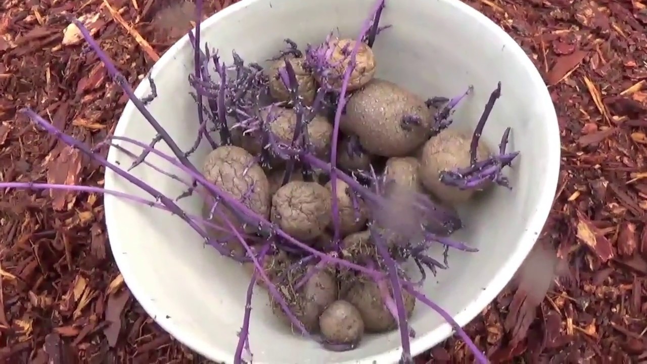 Easy Method for Planting Purple Potatoes The BATTLEFRONT