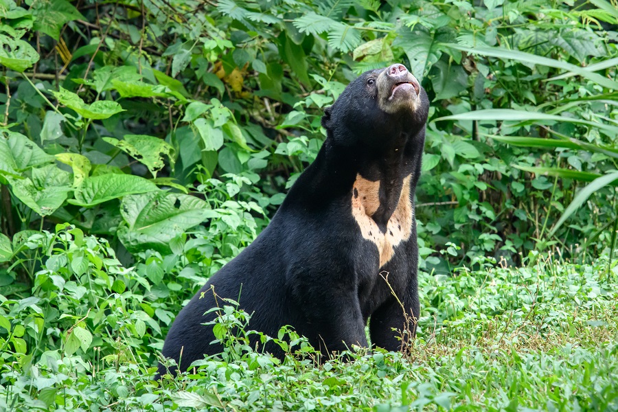 Sun Bear Facts Learn About Sun Bears