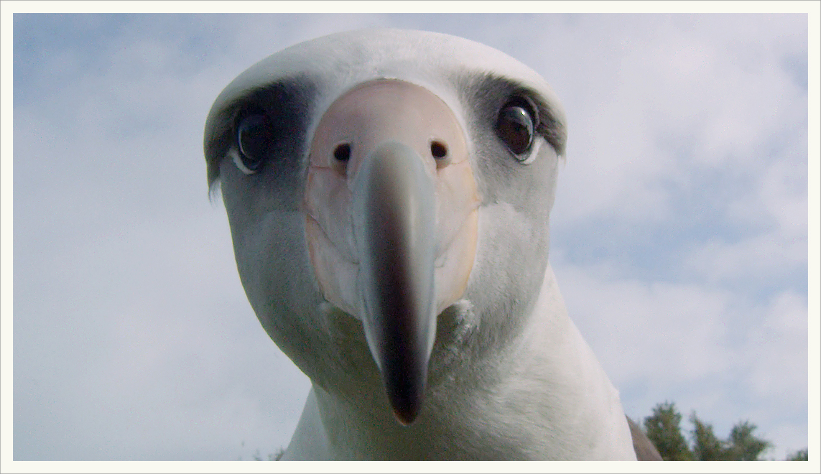 ALBATROSS The Film Screening The Beast
