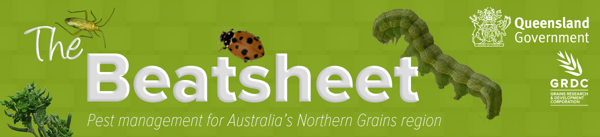 Weed hosts The Beatsheet