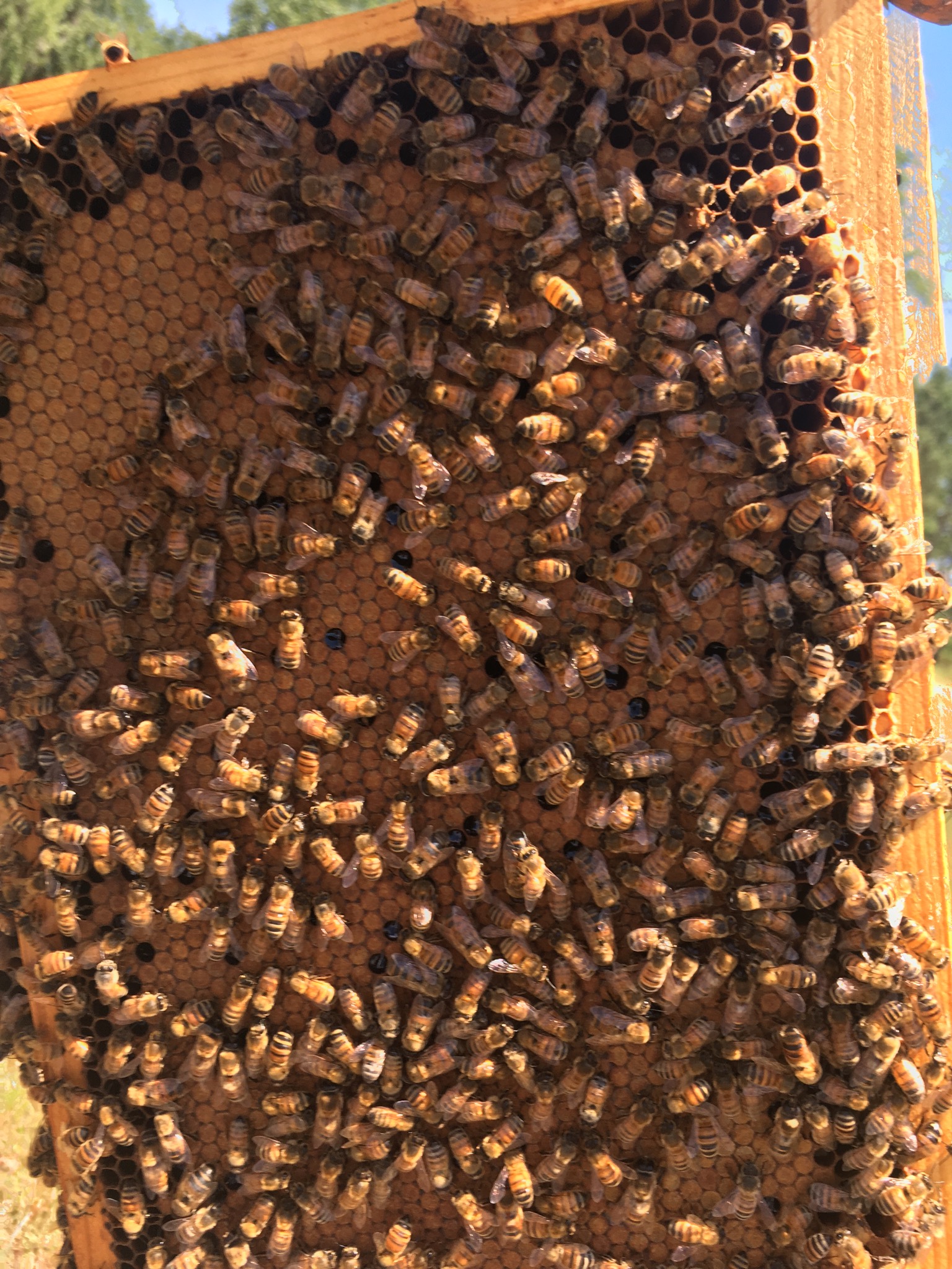 COMPLETE BEE PACKAGE the bee hut