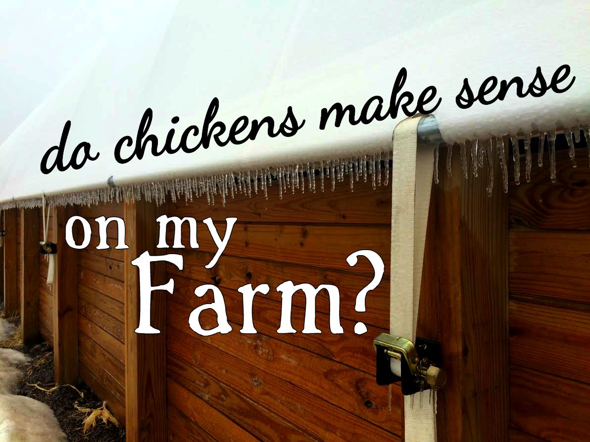 Steel chicken coops for sale australia, raising laying hens for profit