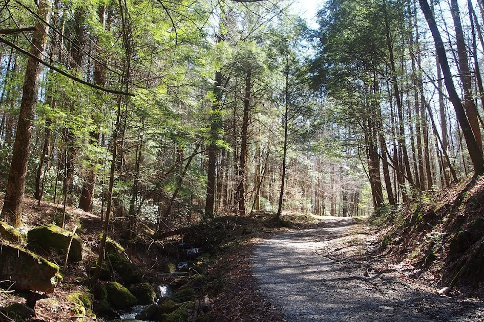 Bell Boyz Hunting Tips 5 Underrated Forests and Wildlife Management