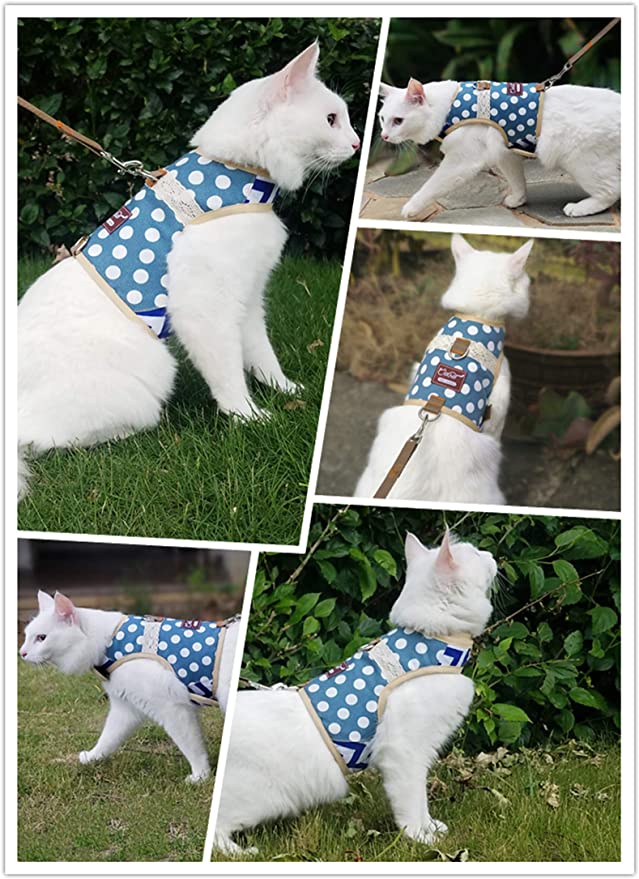 The Best Cat Harness (2021) The Bengal Connection