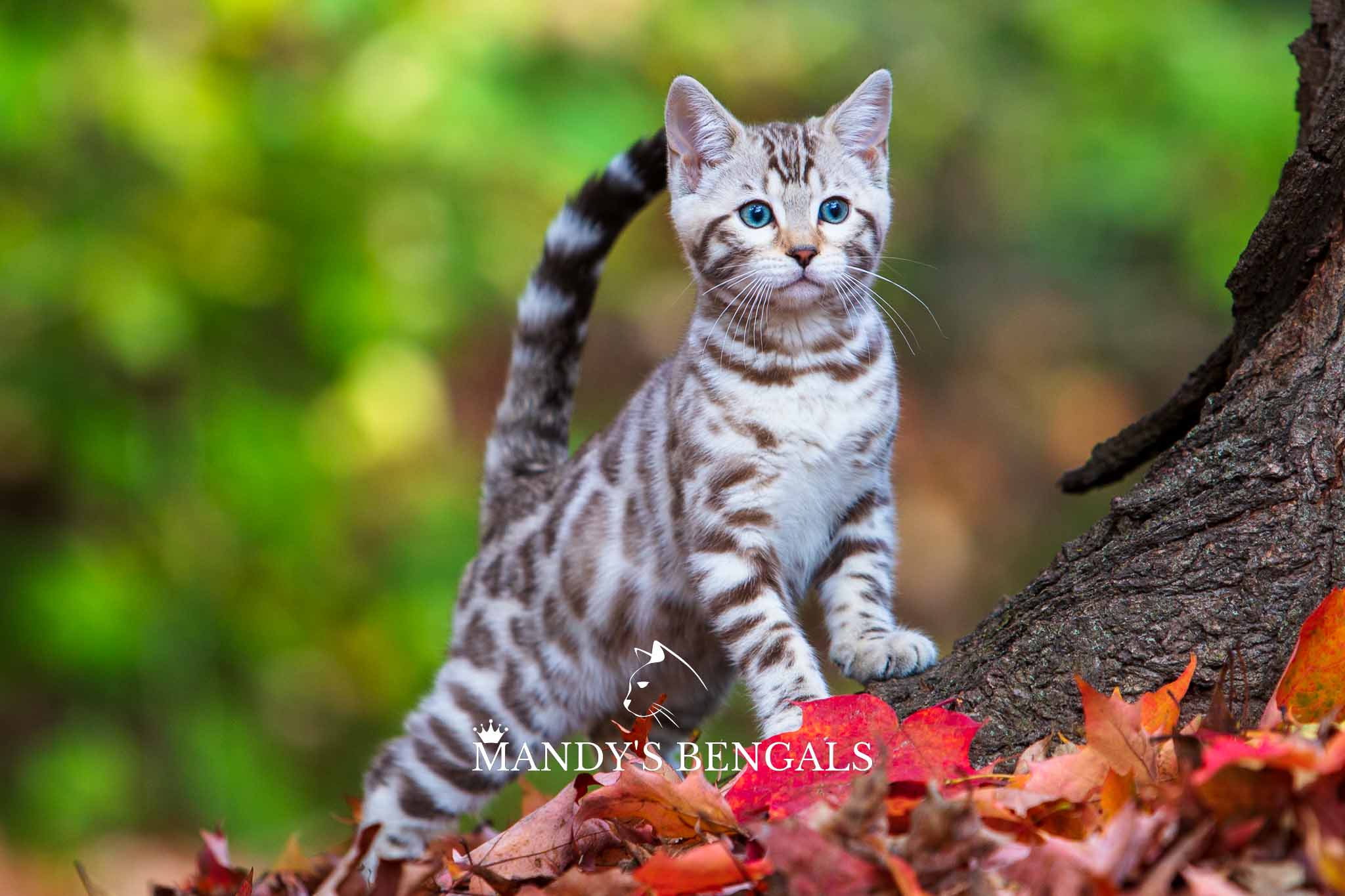 Looking for a Bengal Cat for Sale? Find Bengal Breeders in Canada