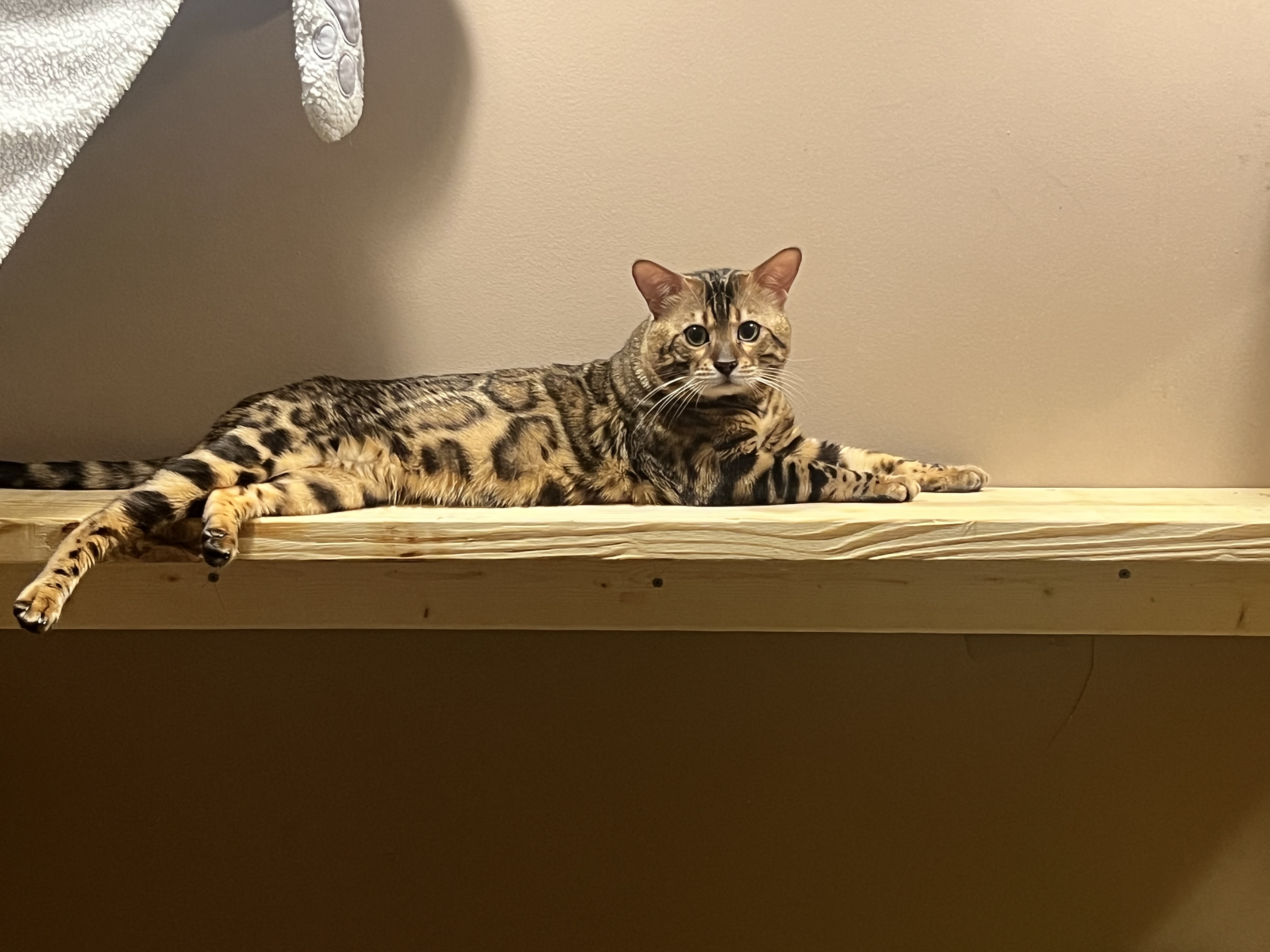 SitOnTheThrone Bengals Bengal Cat Breeder