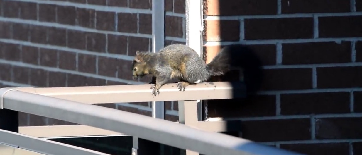 Why Do Squirrels ALWAYS Run In Front Of Your Car? The Bert Show