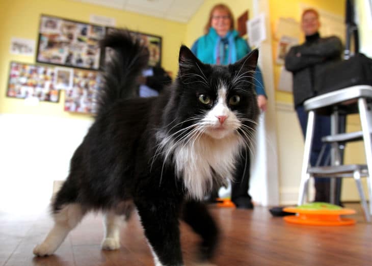 Quin, The 5Legged Cat And It’s NOT Fake News!