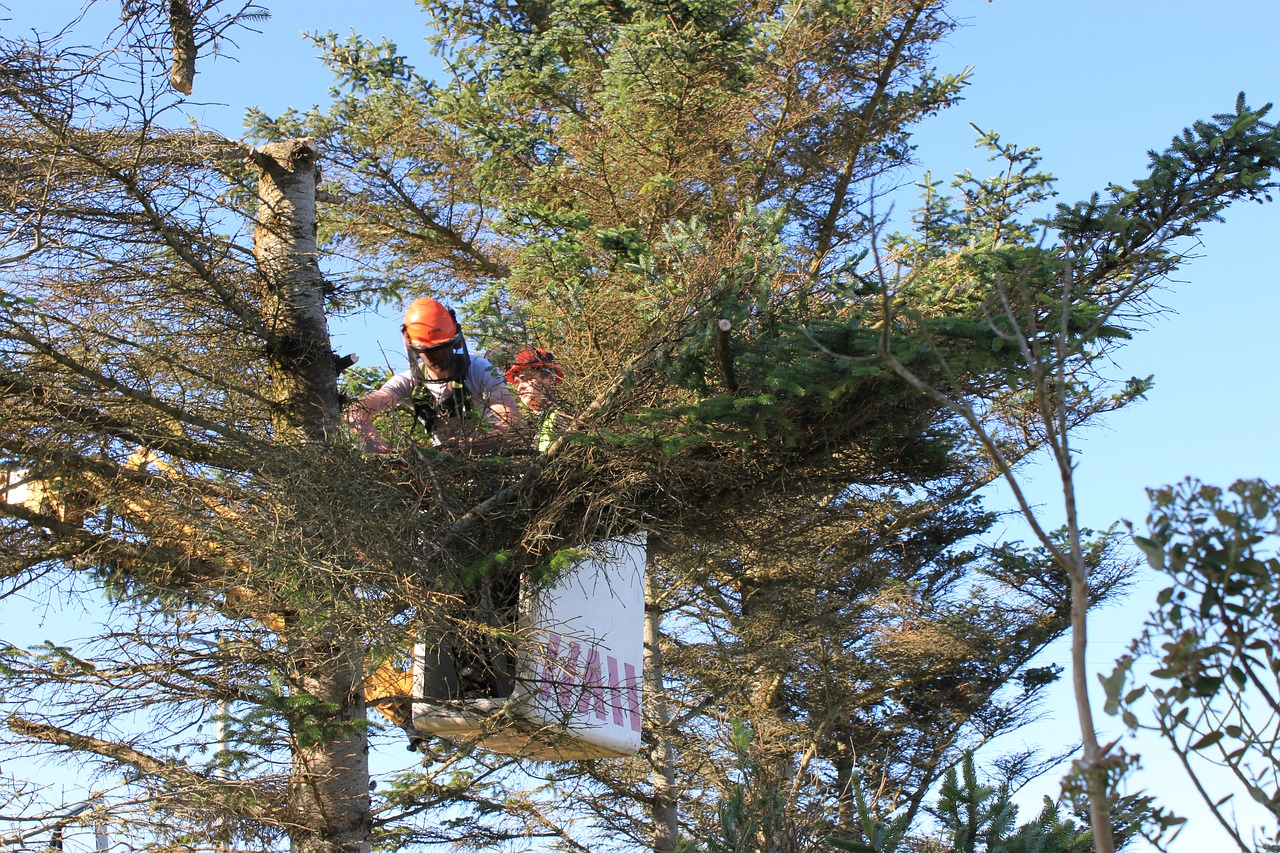 Top Ten Points to Consider While Finding the Best Tree Surgeons in London