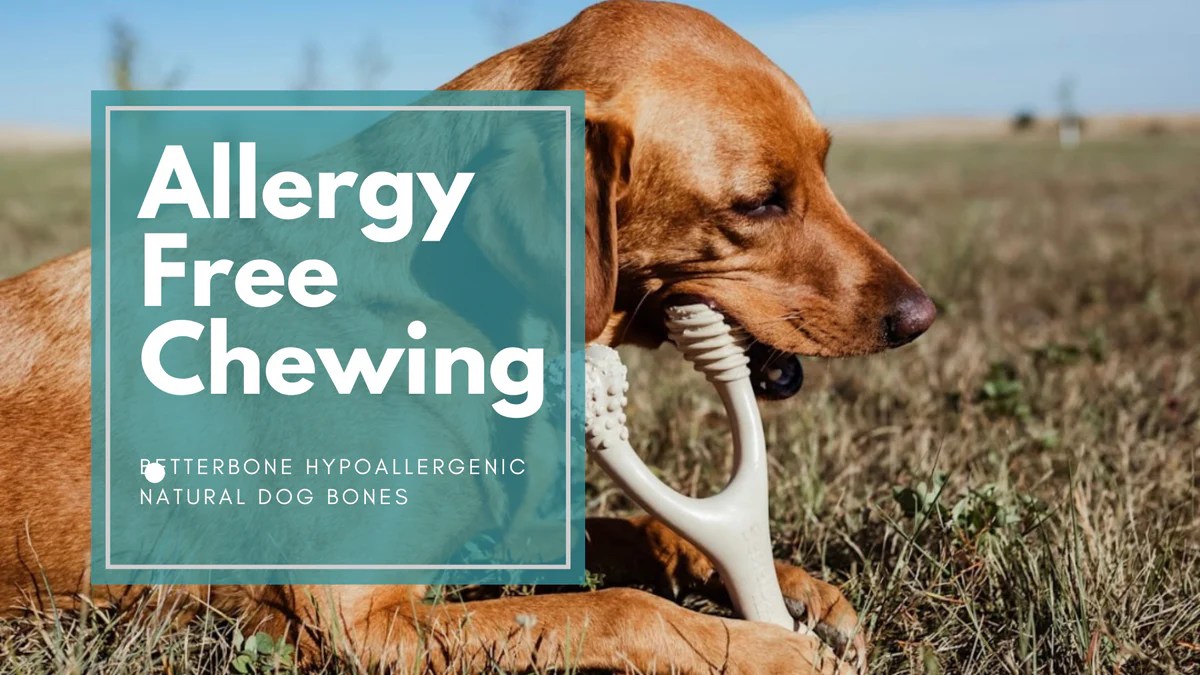 5 Best Dog Chews BetterBone All Natural EcoFriendly