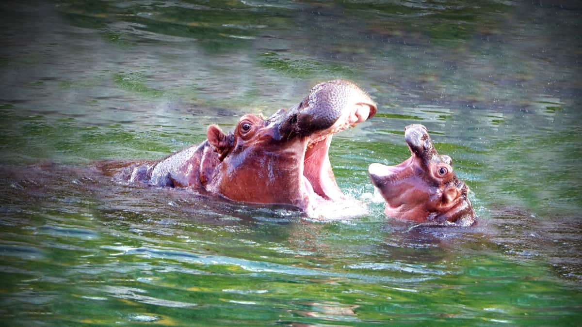 Dallas Zoo tickets, prices, discount, animals, shows, keeper talks