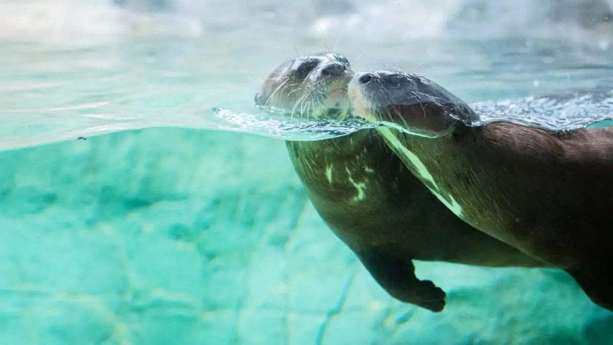 The first free tuesday afternoon will be september 7. Houston Zoo tickets, prices, discounts, free days, hours, zoo map