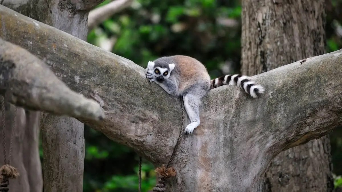 Miami Zoo tickets, prices, timings, what to expect, FAQs