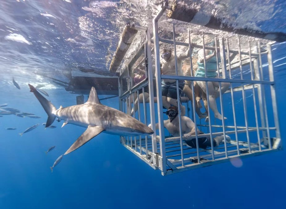 Oahu Shark Dive tickets, prices, discounts, timings, what to expect, FAQs