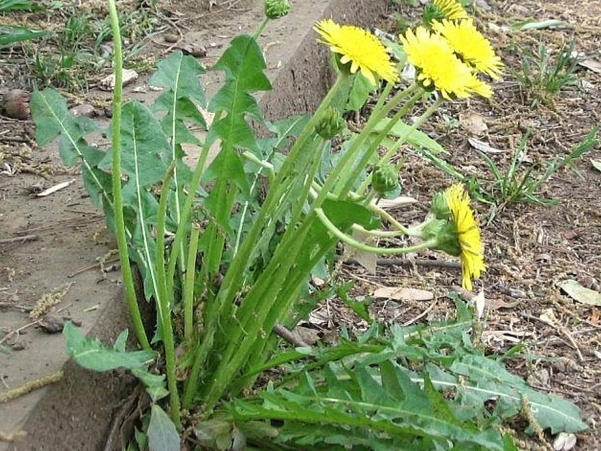 Dandelion Flower Meaning In Tamil Best Flower Site