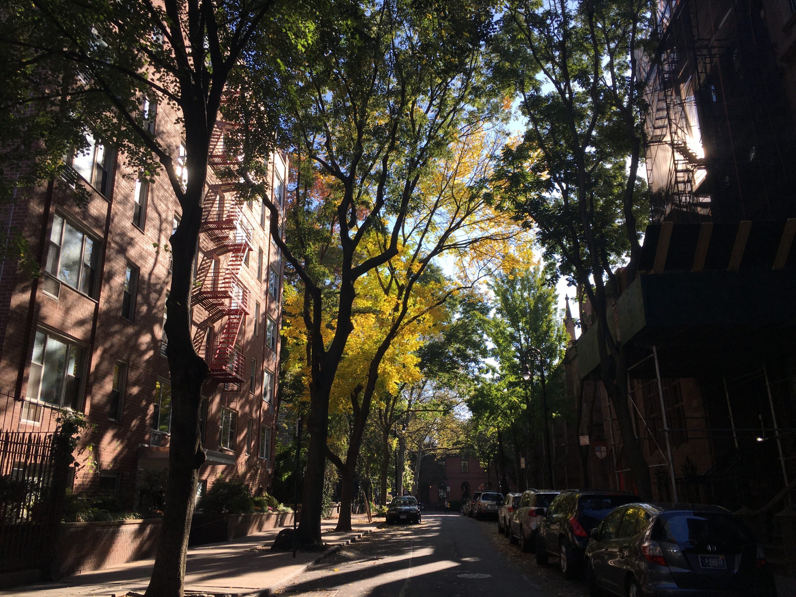 Trees Brooklyn Heights Association