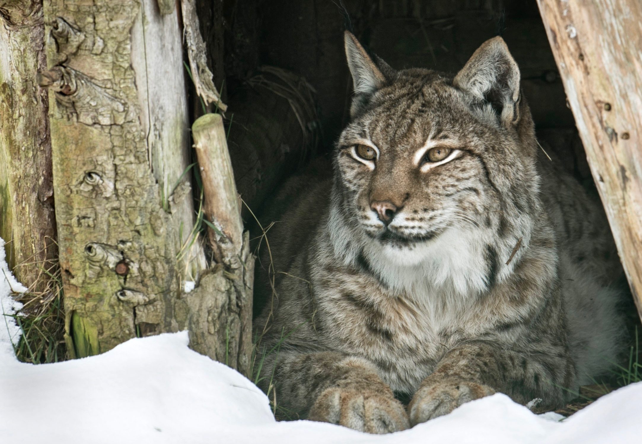 The Lynx Everything You Need to Know! The Big Cat Sanctuary