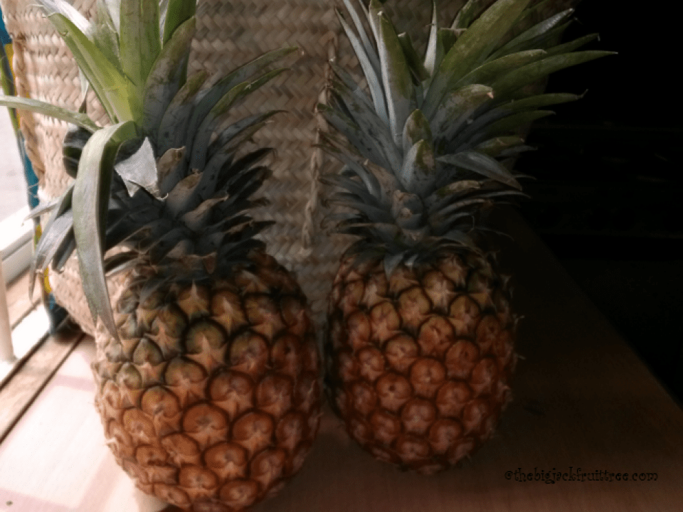 Ugandan Pineapples The Big Jackfruit Tree