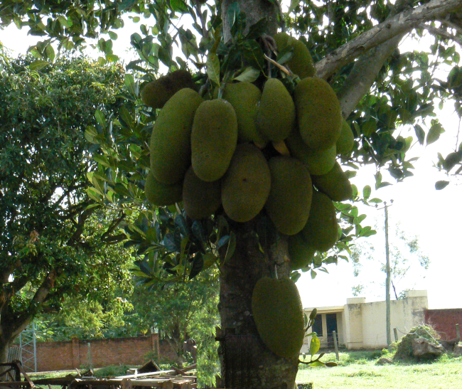 Old old times… a jackfruit tree The Big Jackfruit Tree