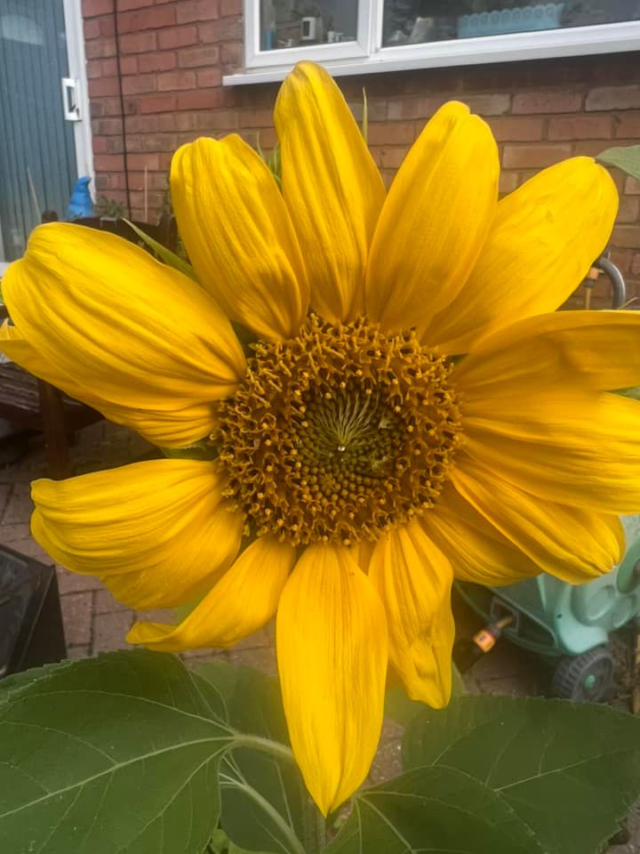 mandy1 The Big Sunflower Project