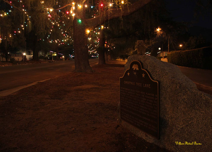 Christmas Tree Lane (Landmark 990)! The Bill Beaver Project