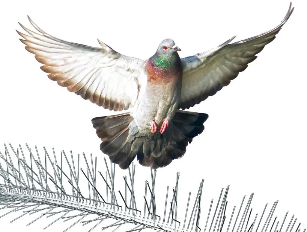 Bird Nest Deterrent Methods The Bird Geek