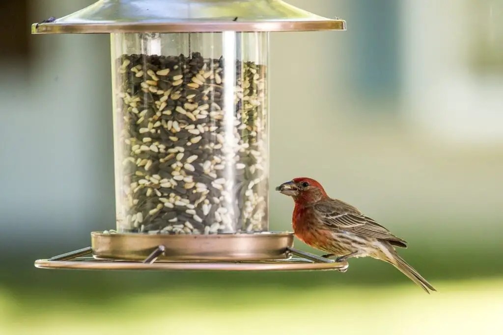 The Best Bird Food to Attract Colorful Birds The Bird Geek