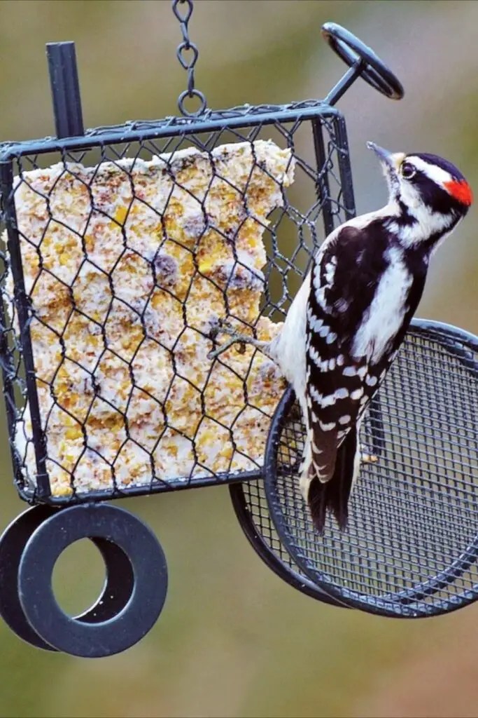 The Best Bird Food to Attract Colorful Birds The Bird Geek