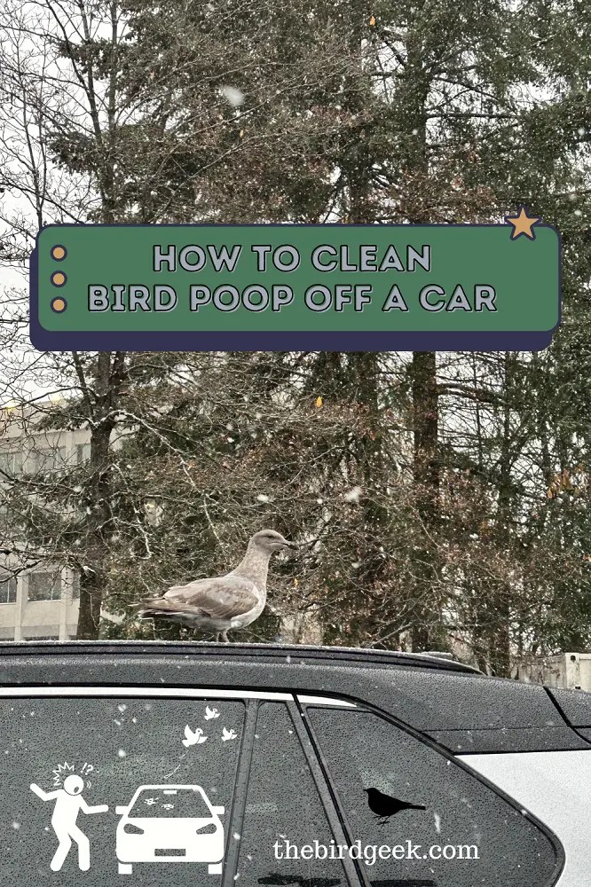 Best Tips On How to Clean Bird Poop Off a Car The Bird Geek