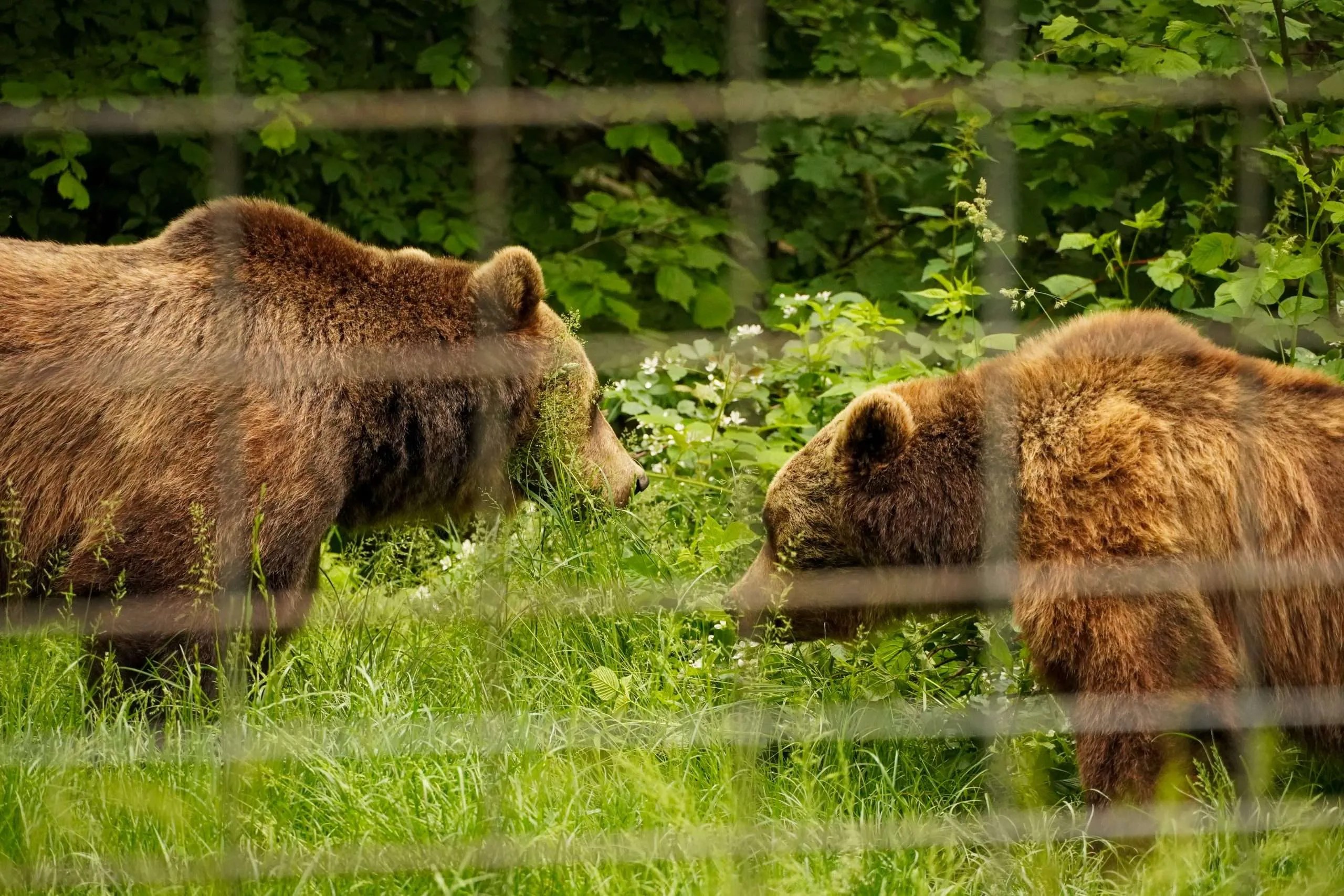 Care Bears A Photo Essay from AISB’s Trip to Libearty Bear Sanctuary