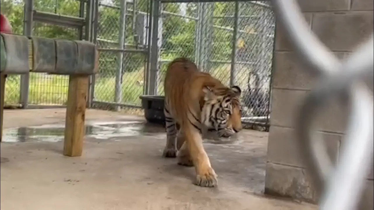 Employee Gets Tiger Killed After Reaching Into Enclosure After Hours