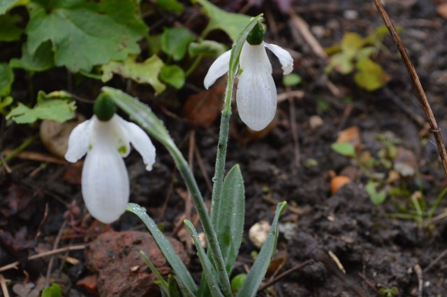 Galanthus elwesii ‘Barnes’