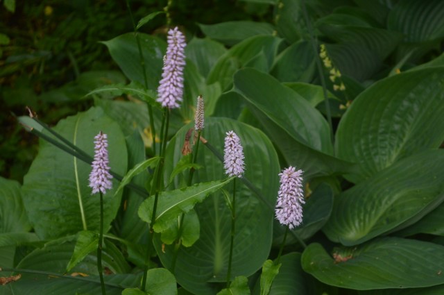 Hosta with Persicaria affinis ‘Superba’