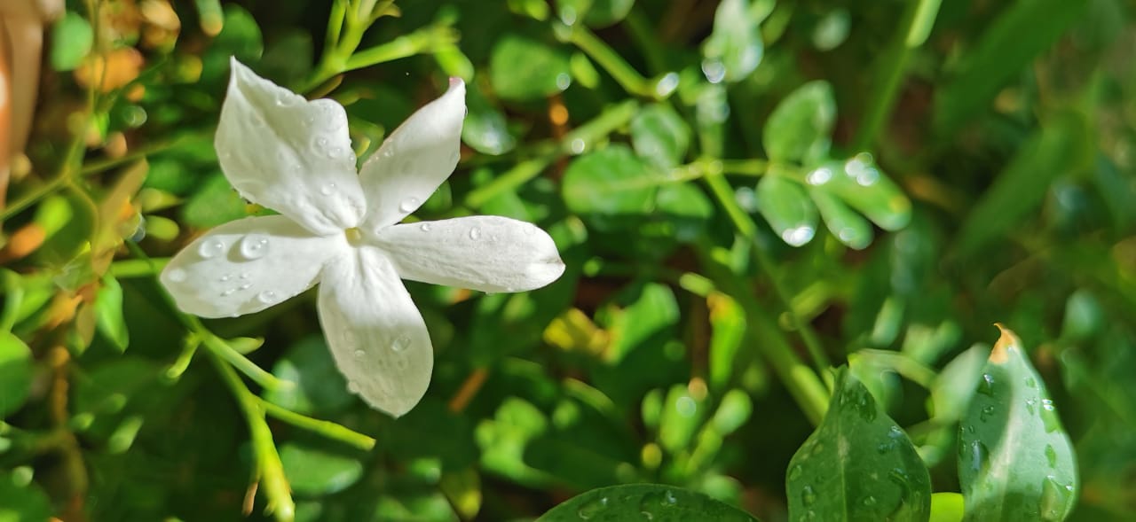 Why Are Jasmine Leaves Turning Yellow and How to Treat It