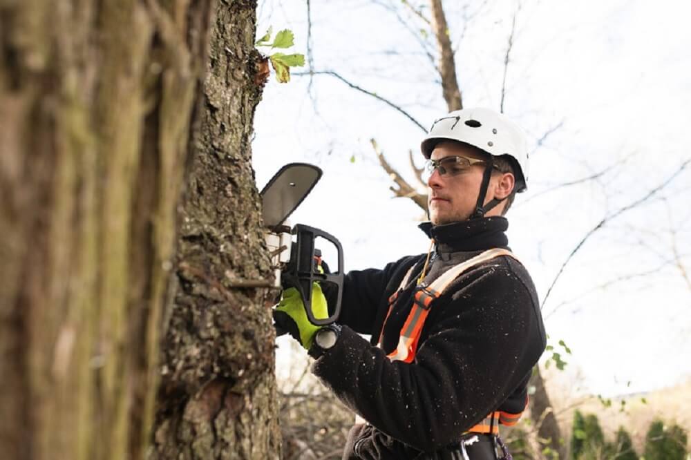 Who Is An Arborist? What Are The Duties & Functions Of An Arborist?