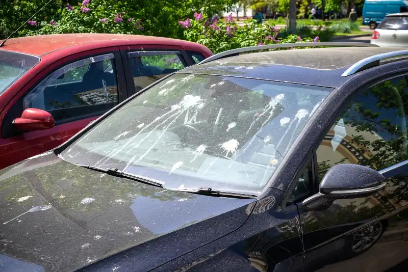 How To Stop Birds From Pooping On Your Car (16 Ways)
