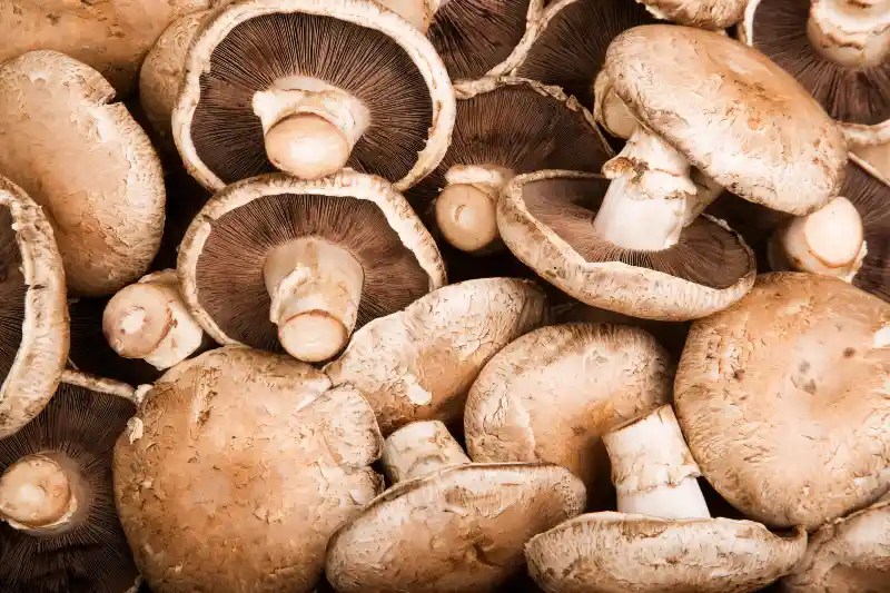 8 Portobello Mushrooms Side Effects You May Not Know About