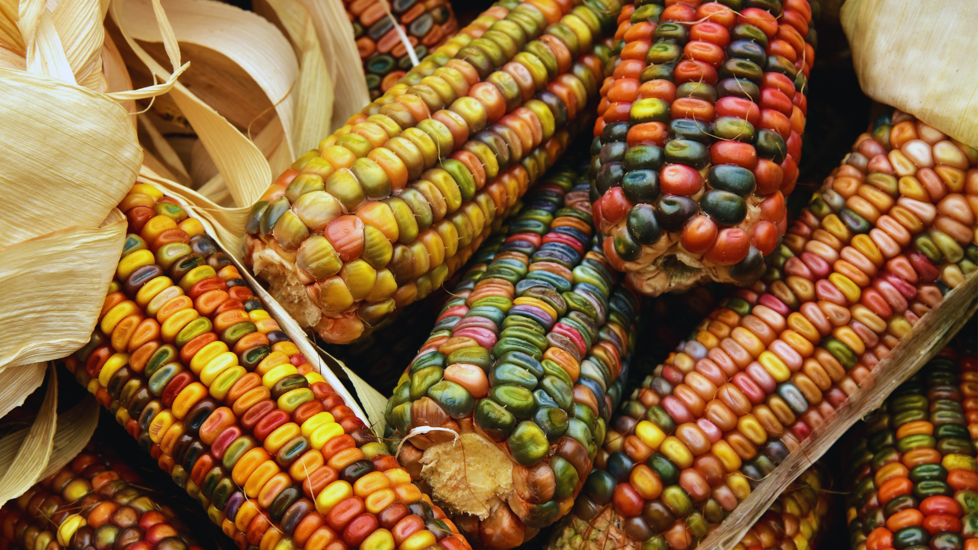 Do Elk Like Corn? 🌽 The Body Training