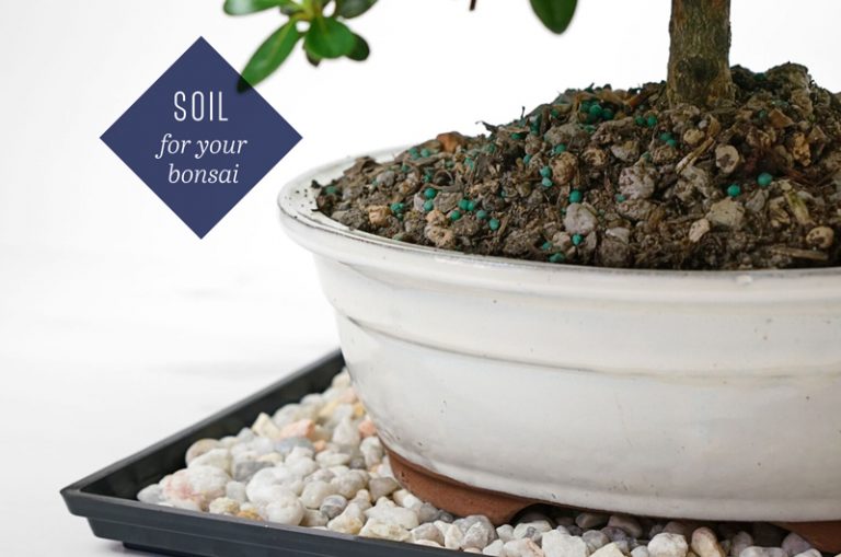Choosing The Right Bonsai Pot The Bonsai Master
