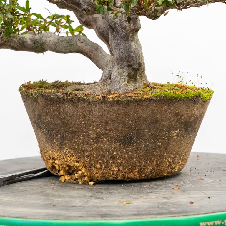 Azalea Bonsai Tree The Bonsai Master