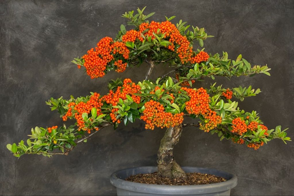 Bonsai Tree For Sale Brisbane The Bonsai Master