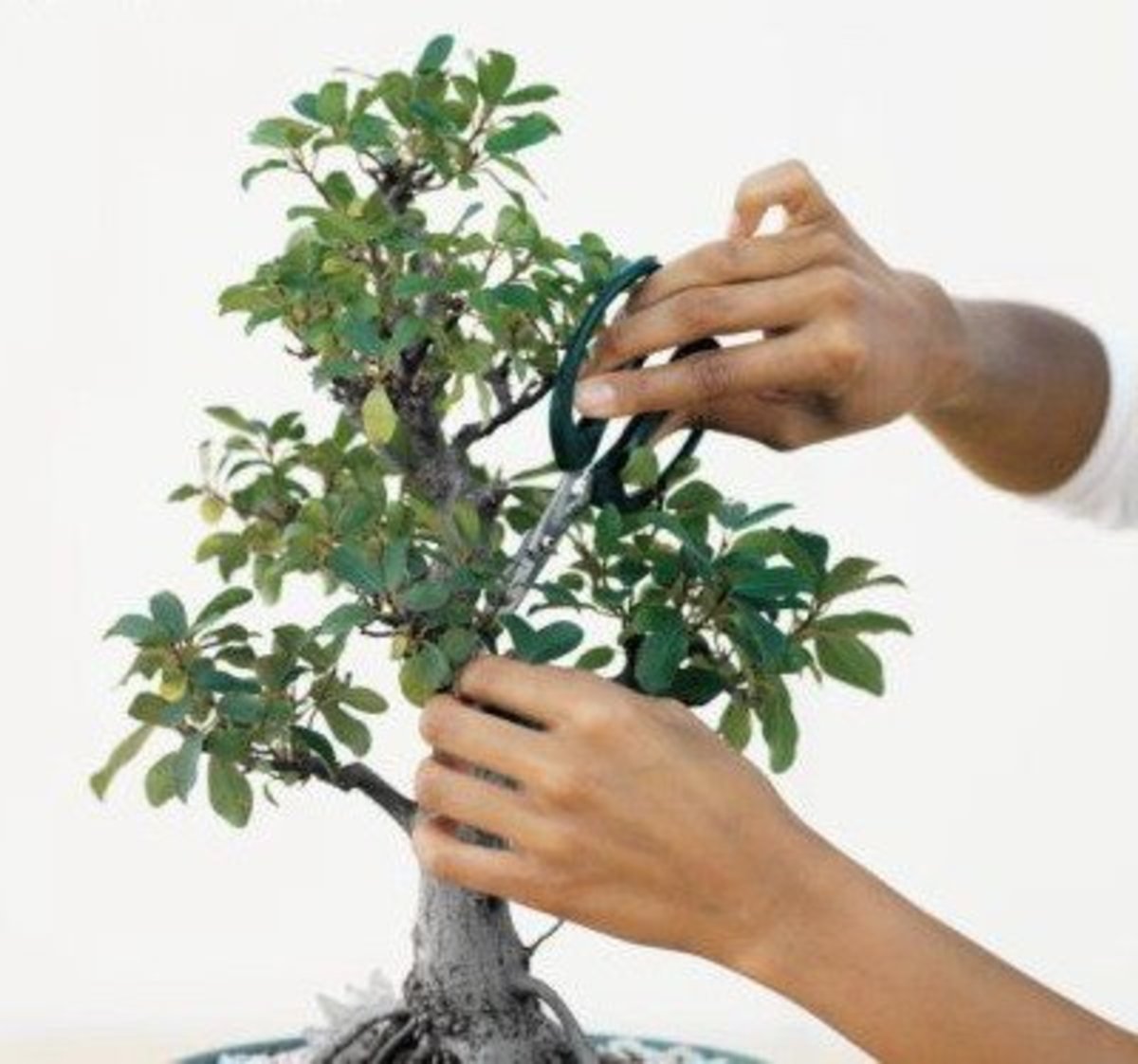 Pruning Bonsai The Ultimate Guide [2021] The Bonsai Master