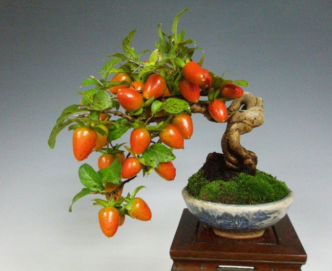 The 10 Most Popular Bonsai Fruit Trees The Bonsai Master