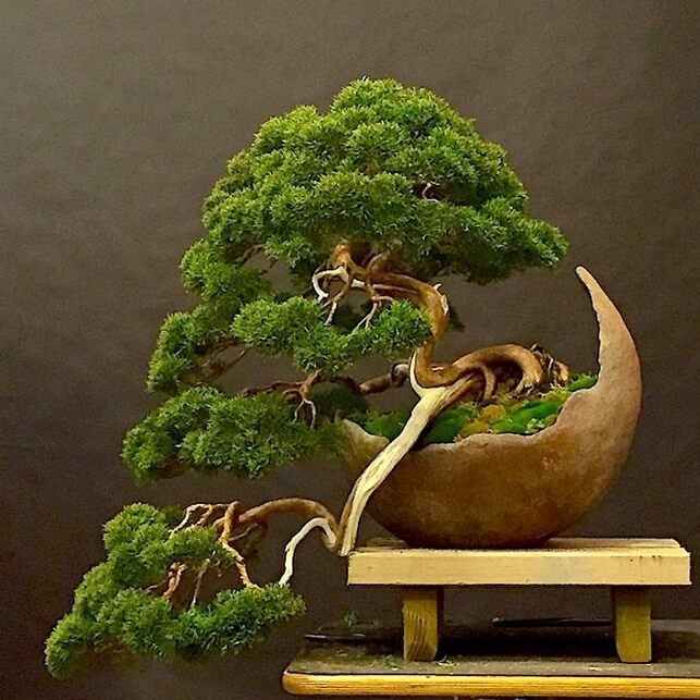 Indoor Bonsai Tree Care [2021] The Bonsai Master