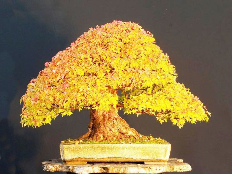 Are Bonsai Trees Hard To Grow